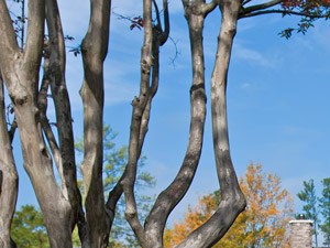 Trails At Short Pump Apartments - Richmond, VA | Bell Apartment Living